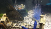 LARGE SYNODONTIS CATFISH