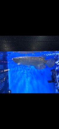 Baby crossback Arowana blue base 6-7”