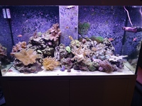 Marine tank full set up