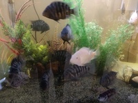 Convict cichlids for sale