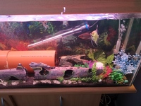 Fish Tank Setup £200