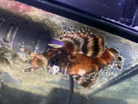 Fumanchu Lionfish for sale