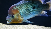 UMBEE CICHLID JUVENILES