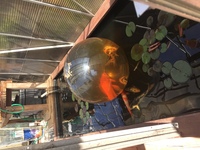 KOI SPHERE FOR SALE