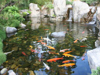 Aquarium and Pond maintenance