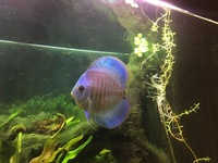 Female Discus Fish 4 inches