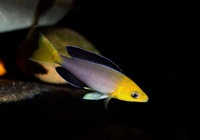 Wild Cyprichromis leptosoma jumbo Mpimbwe inches Yellowhead