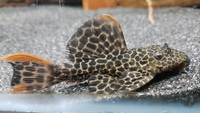 X2 Leopard Catcus pleco (L114) --SOLD