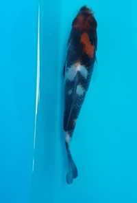 Japanese koi carp sale..