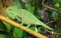 Yemen Chameleon young for sale