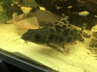 Catfish x 2 11 inch decorus