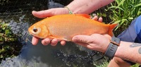 Large Group of 9 Golden Orfe