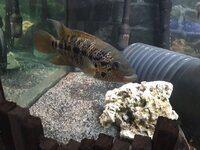 Red tiger moto. Clarius catfish. Dovii. Asian sun catfish. Turtles