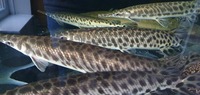 QUALITY LARGE GARS FOR SALE