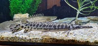 QUALITY LARGE GARS FOR SALE