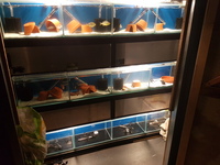 Fish tank breeding rack