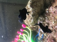 Fluval Sea Evo 52L, PS2 Skimmer, 2 Midnight Clowns, Snowflake EEL