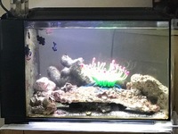 Fluval Sea Evo 52L, PS2 Skimmer, 2 Midnight Clowns, Snowflake EEL