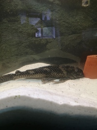 Large pleco