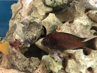 African Cichlids for sale