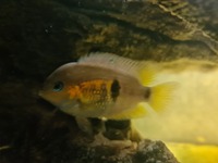 Central & South American Cichlids for sale