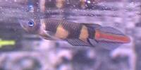 Clown Killifish (Epiplatys annulatus)