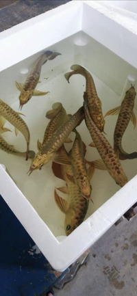 Arowana In Stock