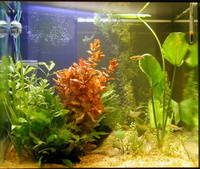 RENA “Aqualife” Cube 100 litre £60