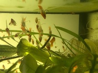 koi swordtails for sale - orange and white, £2 each ONO