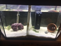 Livestock and 200l Full marine aquarium setup