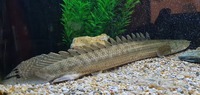 CHEAP reduced Price SUPER RARE XXL Nile Bichir - PBB