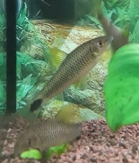 Siamese Algae Eater (Crossocheilus reticulatus)