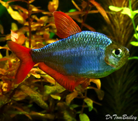  FREE 4 x Columbian Tetra