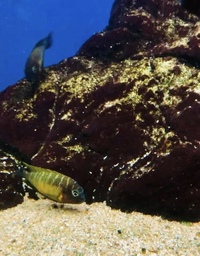 Tanganyikan tropheus