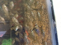 German blue rams for sale £4