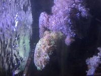 1000L marine tank shutdown