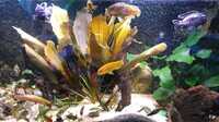 Pseudotropheus Saulosi breeding colony for sale SOLD