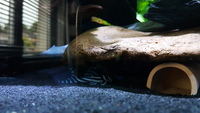 L046 ZEBRA PLECS ADULTS WANTED