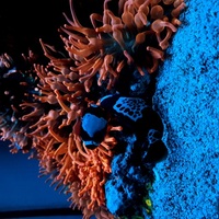 Breeding Pair of Lightning Maroon Clownfish