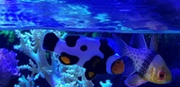 Onyx Clownfish