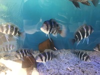 16 x Frontosa burundi cichlids prefect size for breeding mainly female