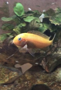 Tropheus For Sale