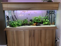 Fish tank setup