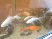 25x 6 inches to 12 inches Golden Carp and long fin goldfish £10 each to clear