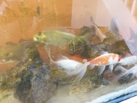 25x 6 inches to 12 inches Golden Carp and long fin goldfish £10 each to clear