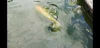 Large koi for sale