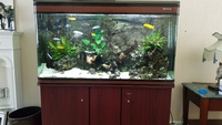 SHEFFIELD Full malawi MBUNA 300 litre set up inc cabinet £380 ...25 x fish