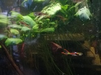 Endler guppies