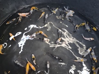 2-4 inch koi mixed varieties