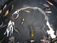 2-4 inch koi mixed varieties